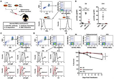 Frontiers | Marginal Zone B Cells Induce Alloantibody Formation